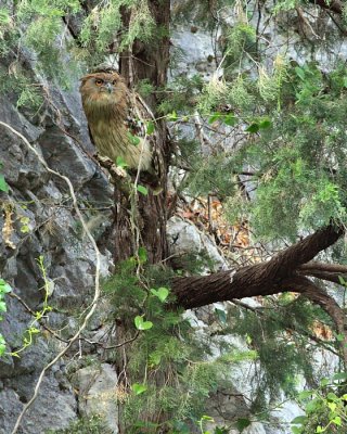 Bruine Visuil / Brown Fish Owl