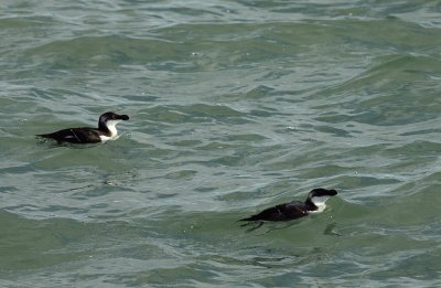 Alk / Razorbill