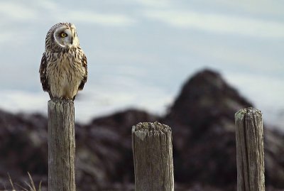 Velduil / Short-eared Owl