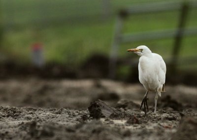 Koereiger / Cattle Egret