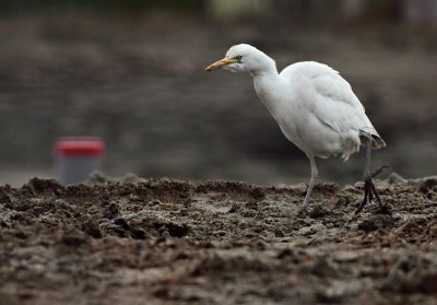 Koereiger / Cattle Egret
