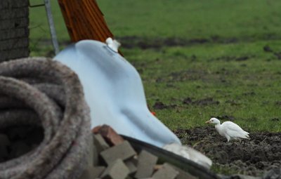 Koereiger / Cattle Egret