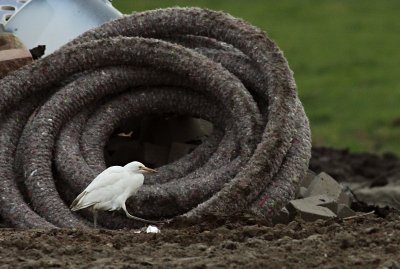 Koereiger / Cattle Egret
