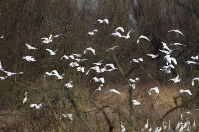 Grote Zilverreiger / Great White Egret