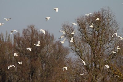 Grote Zilverreiger / Great White Egret