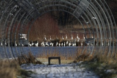 Grote Zilverreiger / Great White Egret