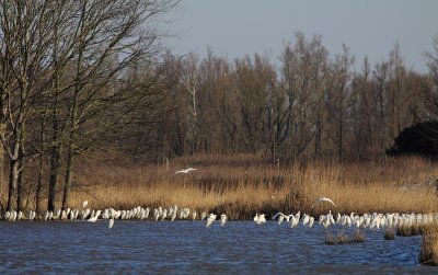 Grote Zilverreiger / Great White Egret