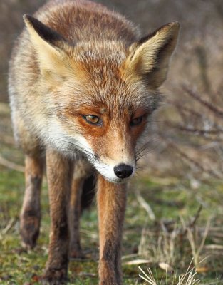 Vos / Red Fox