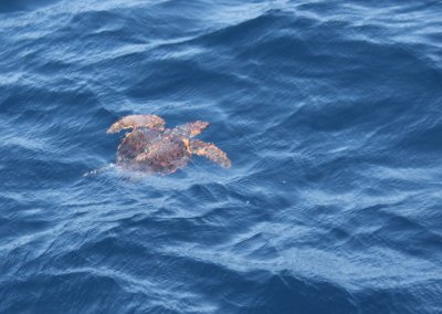zeeschildpad / sea turtle