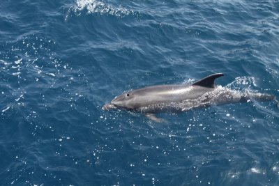 Tuimelaar / Bottlenosed Dolphin