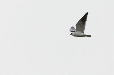 Grijze Wouw / Black-shouldered Kite