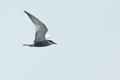 Witwangstern / Whiskered Tern