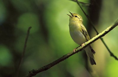 Fluiter / Wood Warbler