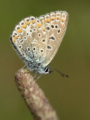Icarusblauwtje