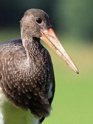 Zwarte Ooievaar / Black Stork