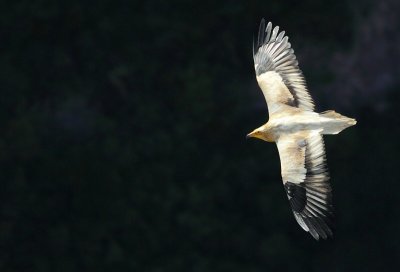 Aasgier / Egyptian Vulture