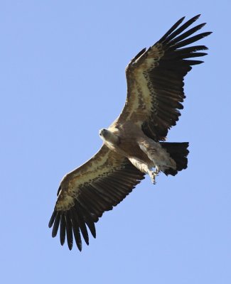 Vale Gier / Griffon Vulture