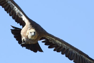 Vale Gier / Griffon Vulture