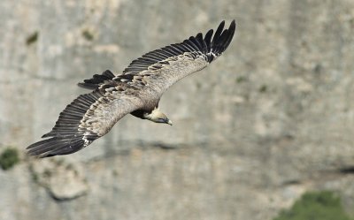 Vale Gier / Griffon Vulture