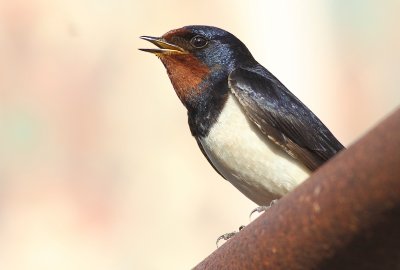 Boerenzwaluw / Barn Swallow