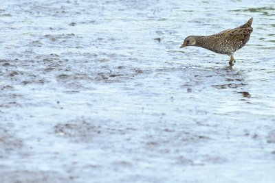 Porseleinhoen / Spotted Crake