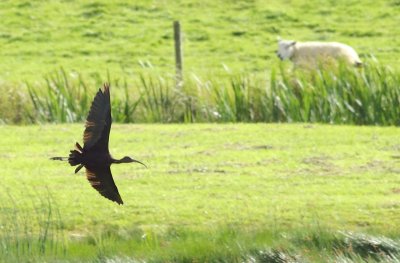 Zwarte Ibis / Glossy Ibis