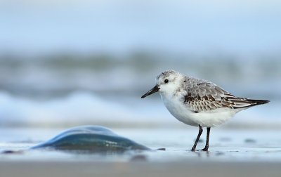 Drieteenstrandloper / Sanderling