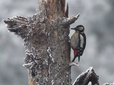 Grote Bonte Specht / Great Spotted Woodpecker