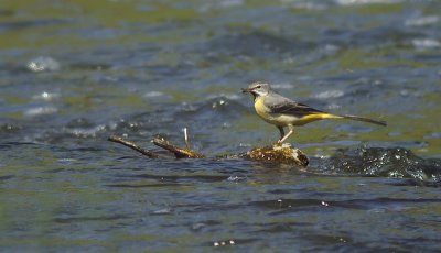 Grote Gele Kwikstaart / Grey Wagtail