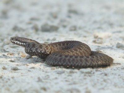 Adder