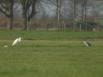 Grote Zilverreiger en Blauwe Reiger / Great White Egret & Grey Heron