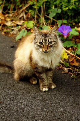 A lovely feral cat