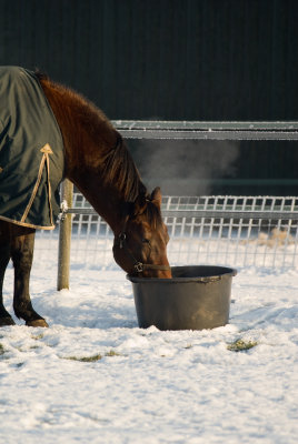 Horses in our Care