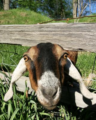adamtiffin