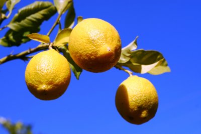 citrony.jpg