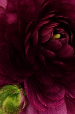 Ranunculus