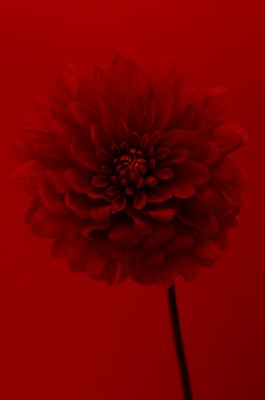 Dahlia