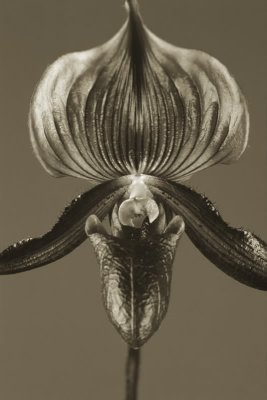 Paphiopedilum