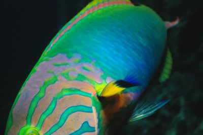 Yellow brown wrasse@