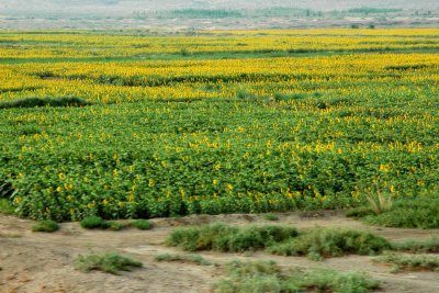Sunflowers.