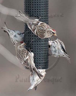 Common Redpoll - Sizerin flamm