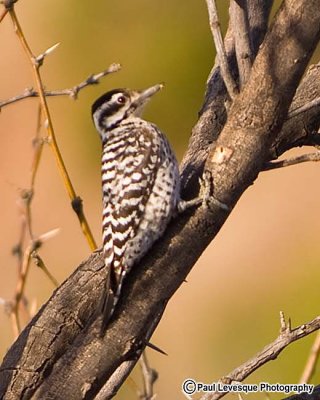 Ladder-backed Woodpecker - Pic  dos noir