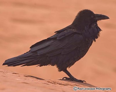 Common Raven - Grand Corbeau
