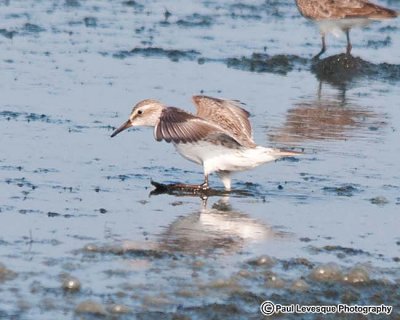 White-rumped Sandpiper - Bcasseau  croupion blanc