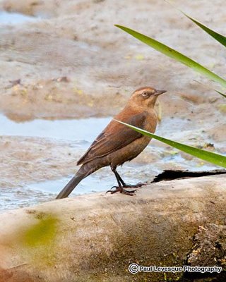 Rusty Blackbird - Quiscale rouilleux