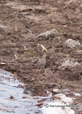 Spotted Sandpiper - Chevalier grivel