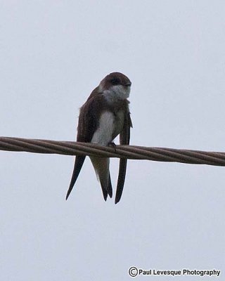 Bank Swallow - Hirondelle de rivage *