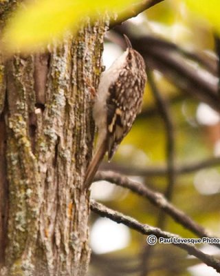 Brown Creeper - Grimpereau brun