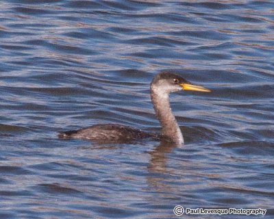 Red-necked grebe - Grbe jougris