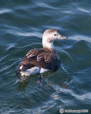 Long-tailed Duck - Harlede kakawi
